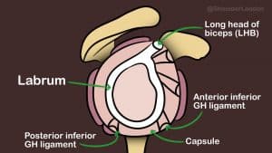 Shoulder socket side view with labrum and ligaments.
