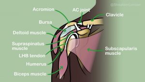 Shoulder anatomy showing some structures that can cause shoulder pain.